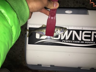 アジが釣りたくて