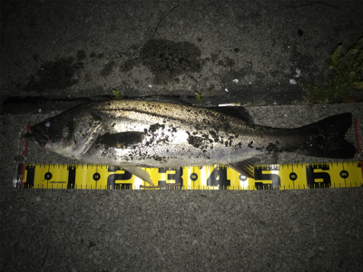 四日市バチパターン