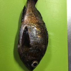 渋すぎるメバル