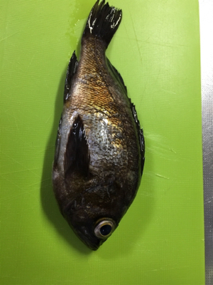 渋すぎるメバル