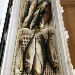 五目&ムギイカ便