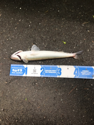 エソのヌシ降臨