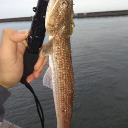 千守にてミニガシラ&ESO