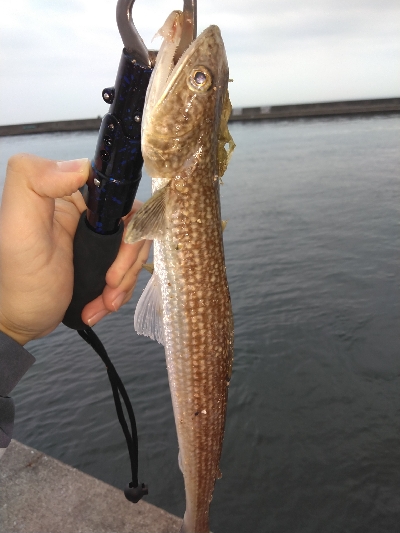 千守にてミニガシラ&ESO