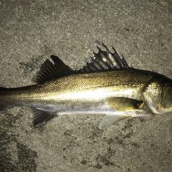 バチ抜けシーバス