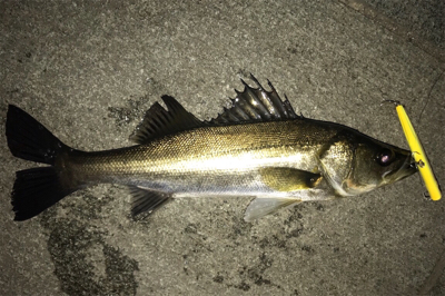 バチ抜けシーバス