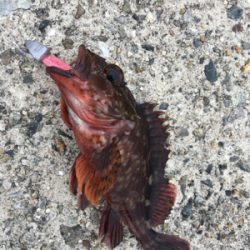 青物の気配は‥