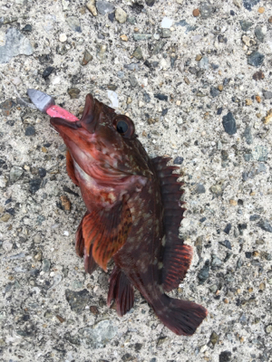 青物の気配は‥