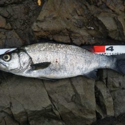 地磯でヒラスズキ