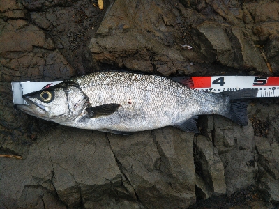 地磯でヒラスズキ