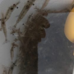 エビ撒きとキワ釣り