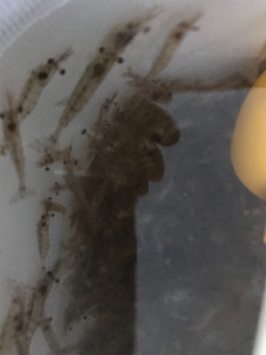 エビ撒きとキワ釣り