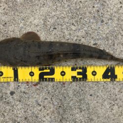 四日市マゴチゲーム開幕？