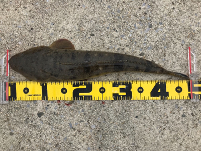 四日市マゴチゲーム開幕？