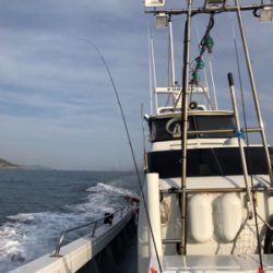 春イカティップラン