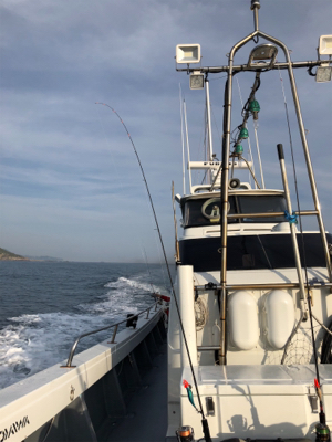 春イカティップラン