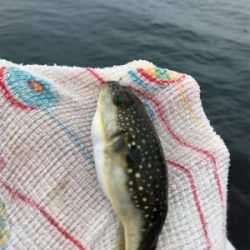 柏崎 笠島港 フカセ フグだらけ