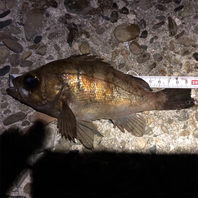 満潮からの下げ