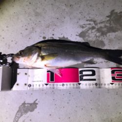 バチ抜けシーバス