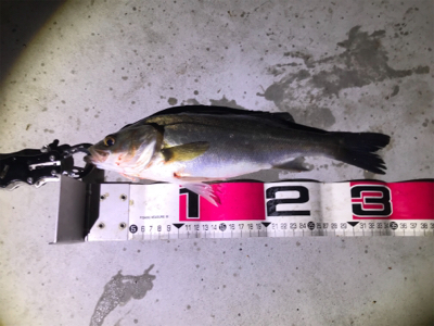 バチ抜けシーバス