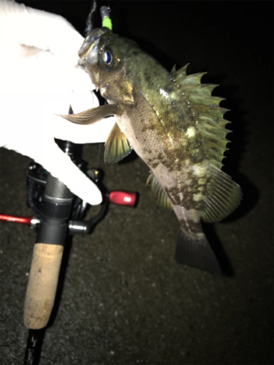 何故そこ!?(釣行 其の弐拾壱)