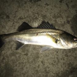 2日連続シーバス狙い