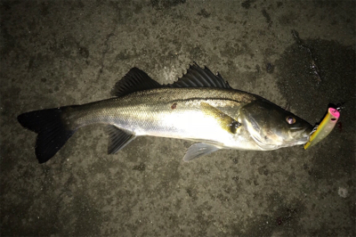 2日連続シーバス狙い