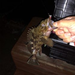 明石メバリング