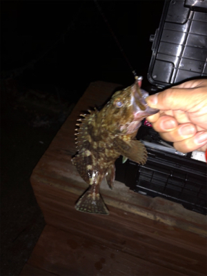 明石メバリング