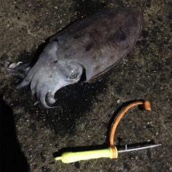 コウイカ釣行