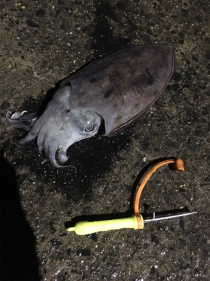 コウイカ釣行