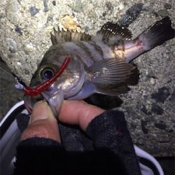 爆風メバリングでした