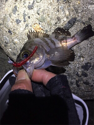 爆風メバリングでした