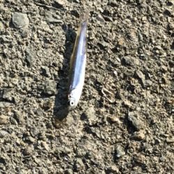 カタクチイワシ