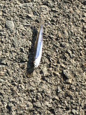 カタクチイワシ