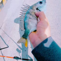 チョイ投げ五目