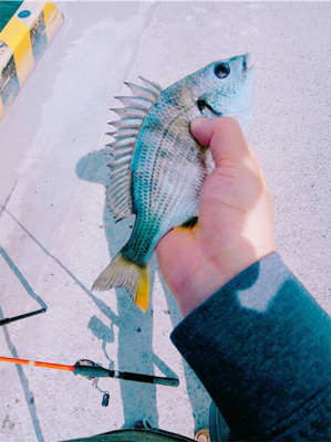 チョイ投げ五目