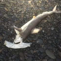 遊んでくれました