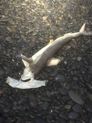 遊んでくれました