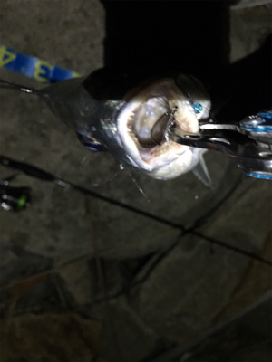 淀川ブリームゲーム GW後半戦