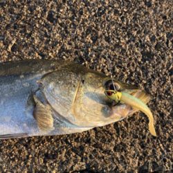 シーバス68センチ♪