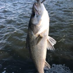 シーバス好調で6本