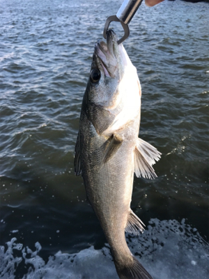 シーバス好調で6本