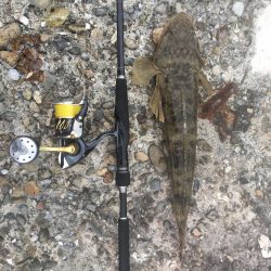 初見2キャッチ！