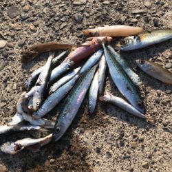 色々小物つれた