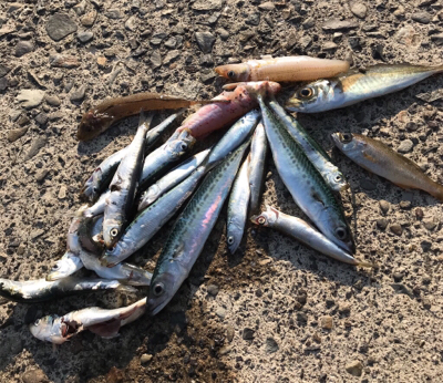 色々小物つれた