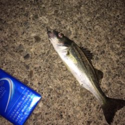 メバルアイランド菅島