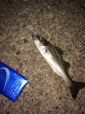 メバルアイランド菅島