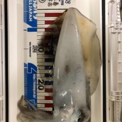 初めての春イカ