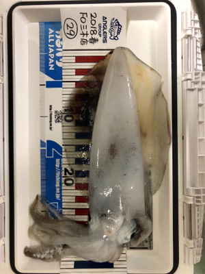 初めての春イカ